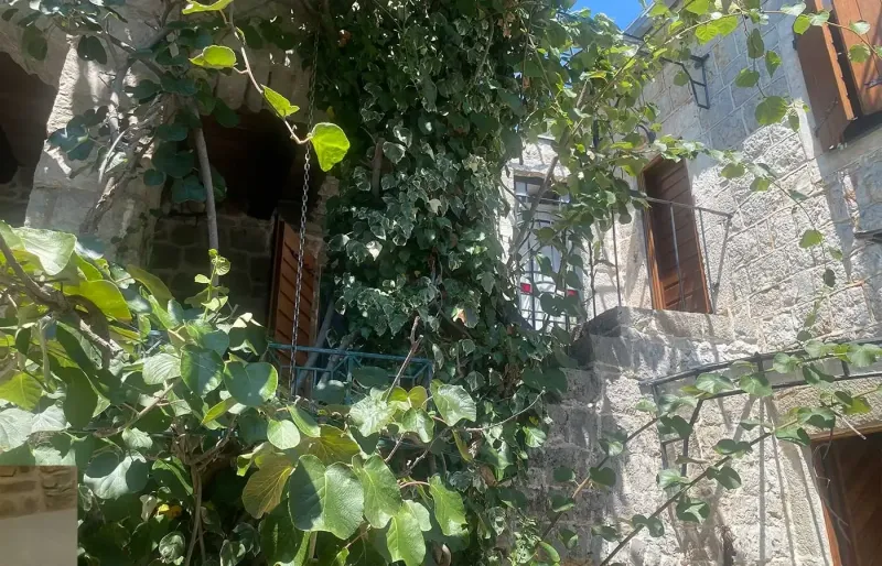 Begr&uuml;nter Balkon mit Weinranken, Gel&auml;nder und Blick auf die Nachbarschaft