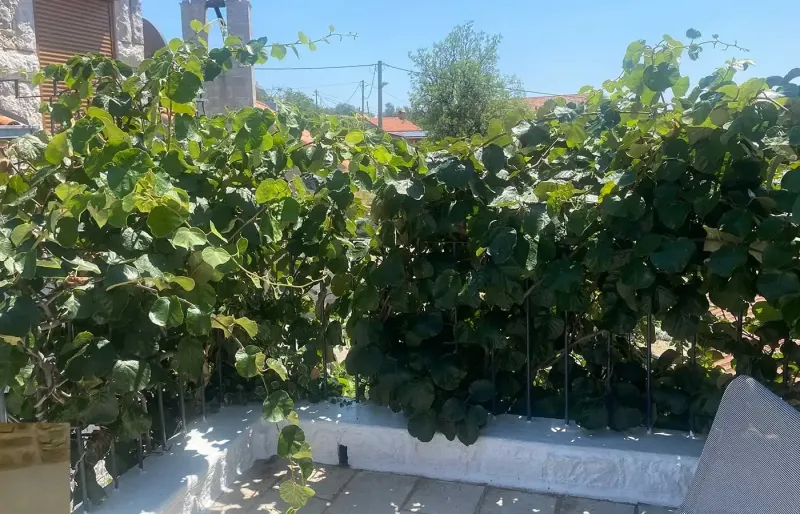 View through lush foliage toward the stone house and surrounding rooftops