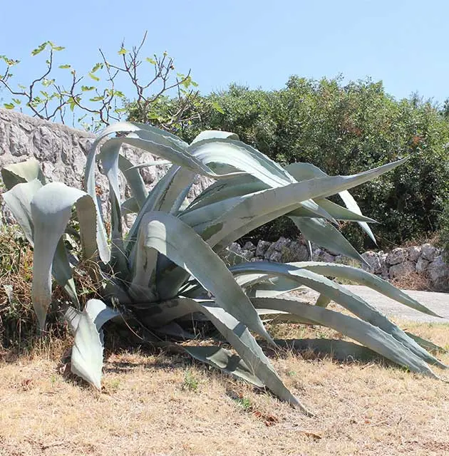 Große Agave neben Natursteinmauer in mediterraner Landschaft unter blauem Himmel.